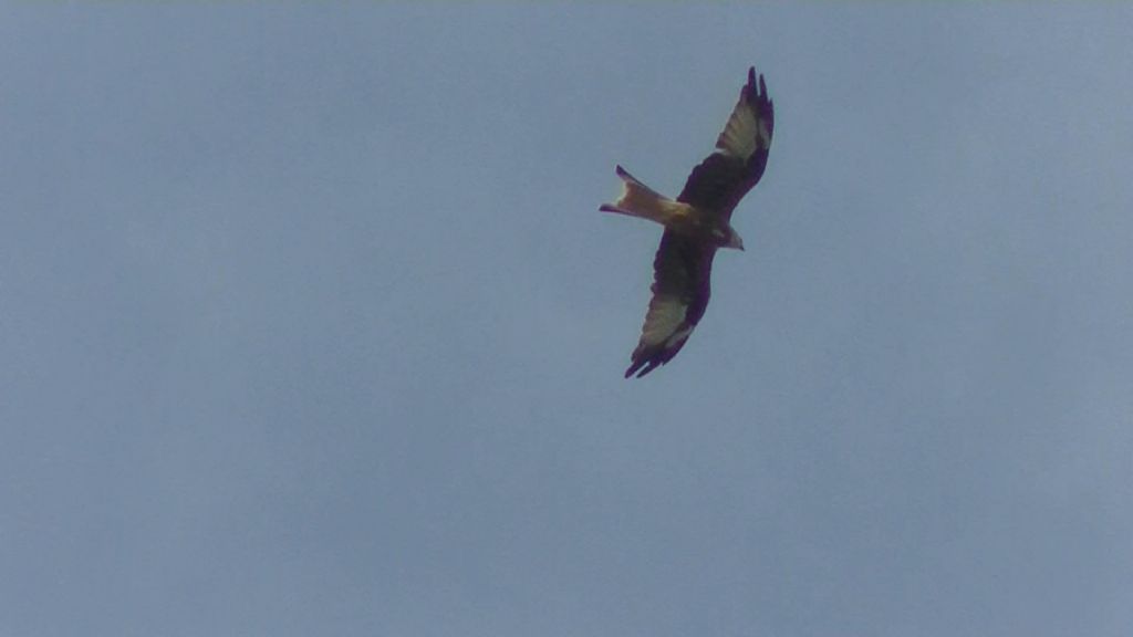 Nibbio reale in muta